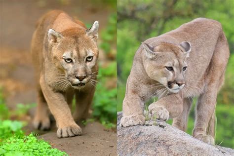 cougar mountain lion|difference between puma and cougar.